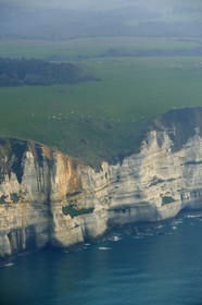 France, Seine-Maritime (76), troupeau de vaches le long des falaises au sud d' Etretat (vue aérienne)