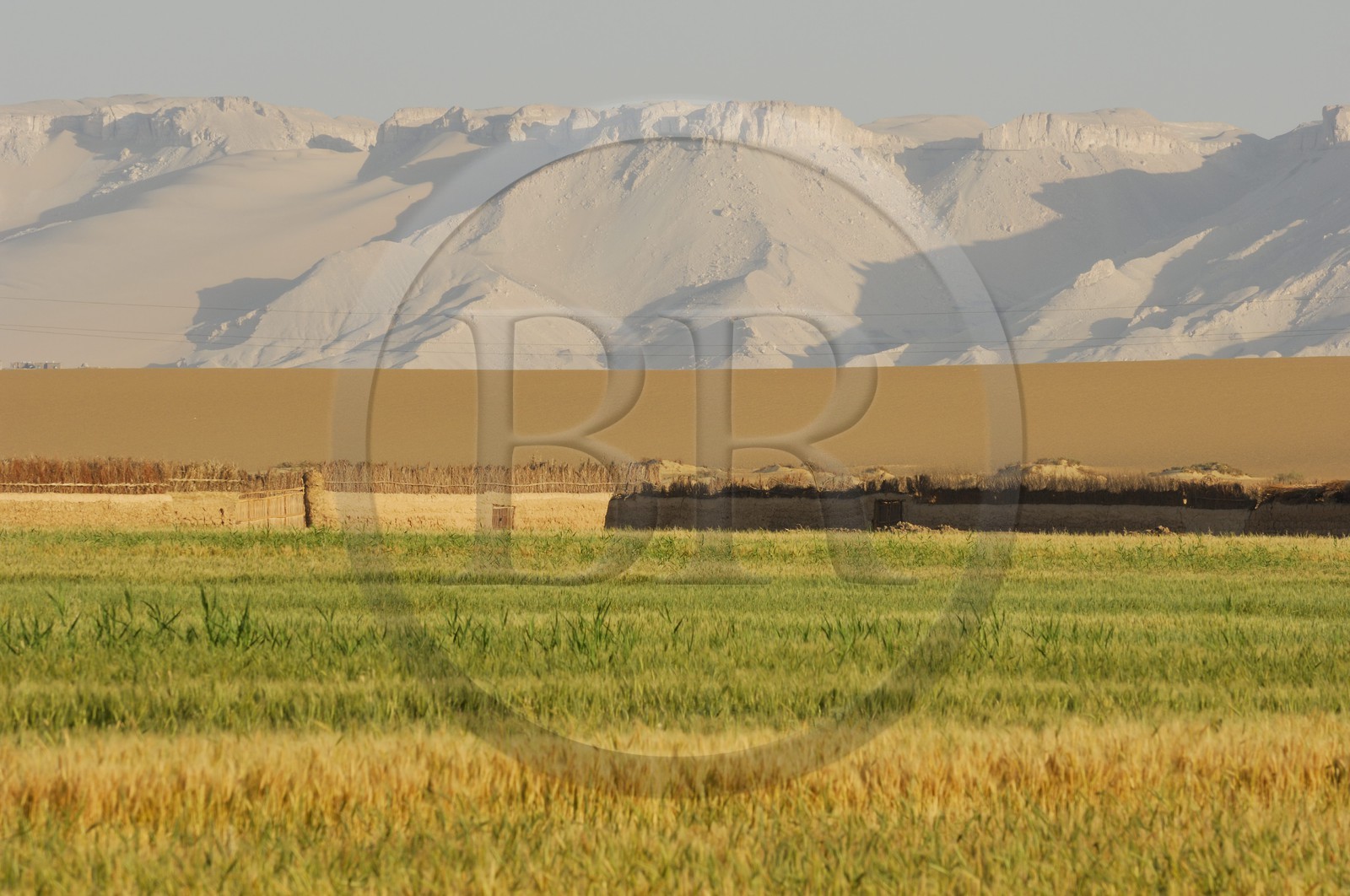 Egypte, désert libyque, oasis de Dakhla, travaux des champs
