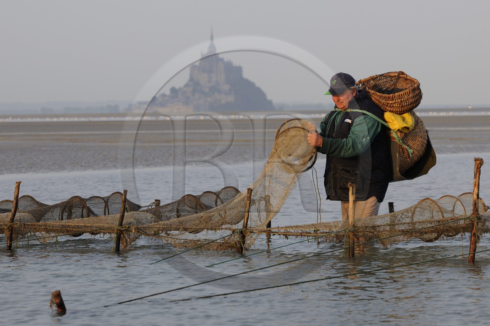 France, Manche, Bay of Mont Saint Michel, listed as World Heritage by UNESCO, Beach fisherman Guy Jugan lifting his nets full of Crangon crangon (grey shrimp) shrimps at dawn France, Manche, Bay of Mont Saint Michel, listed as World Heritage by UNESCO, Beach fisherman Guy Jugan lifting his nets full of Crangon crangon (grey shrimp) shrimps at dawn