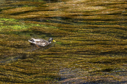 France, Vaucluse, L'Isle sur la Sorgue, duck in the undulating seagrass on the Sorgue river in the heart of the old town