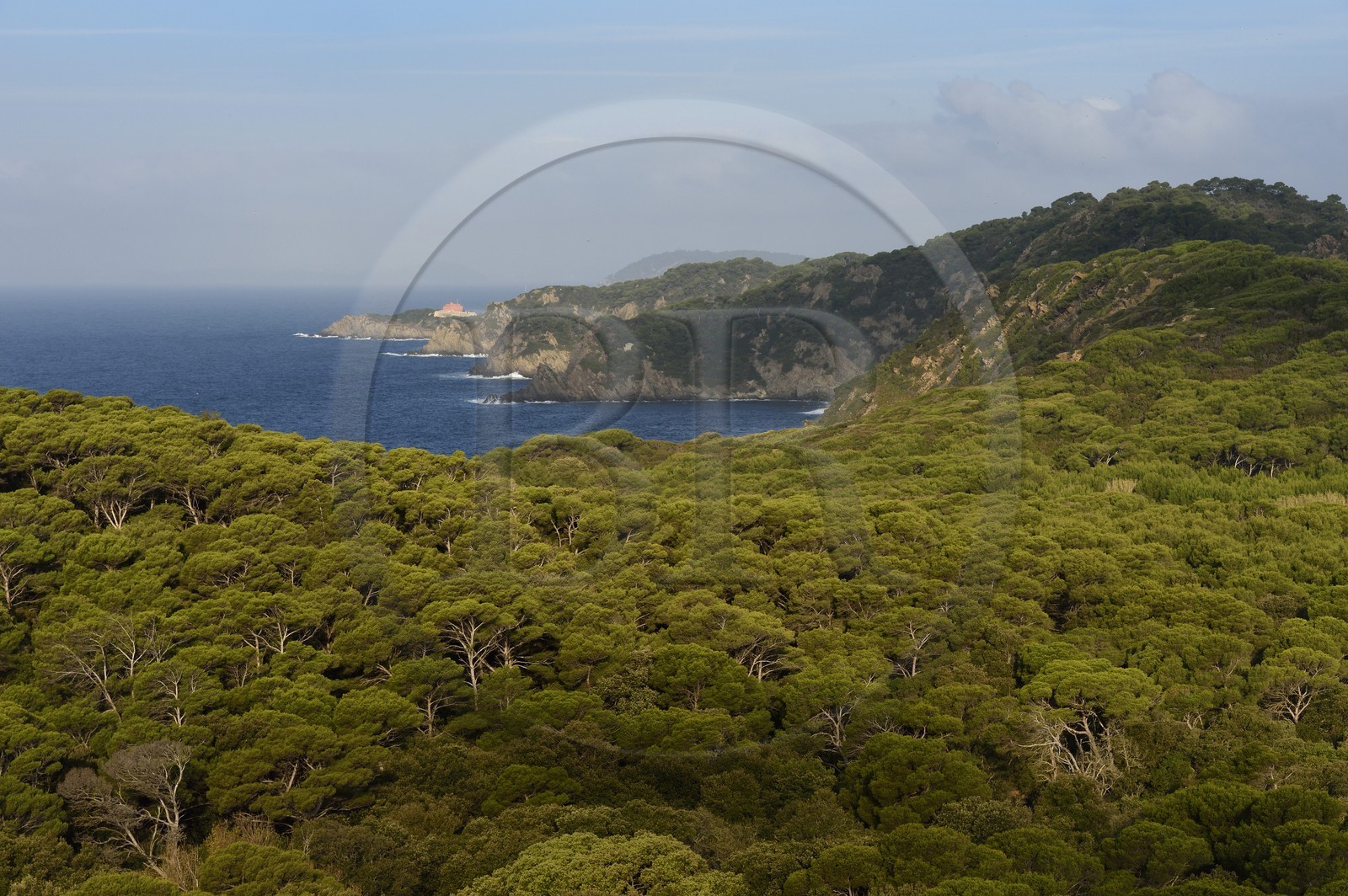France, Var (83), Iles d'Hyères, parc national de Port Cros, Ile de Porquerolles, la côte Sud-Ouest vers la Gorge du Loup et le Fort du Grand Langoustier en arrière plan