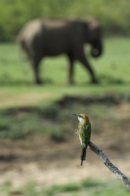 Sri Lanka, Uva Province, Udawalawe National Park, green bee-eater (Merops orientalis)