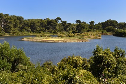 France, Alpes-Maritimes, Lerins Islands, Sainte-Marguerite island, domanial biological reserve, Bateguier pond