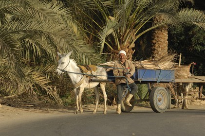 Egypte, Basse-Egypte, désert libyque, oasis de Bahariya (Bahareyya), la palmeraie