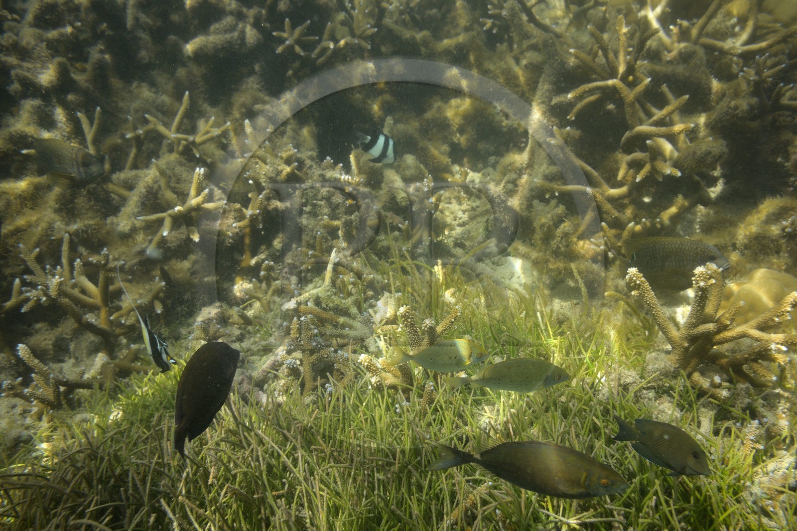 France, Ile de la Reunion, Côte Ouest, Saint-Gilles-Les-Bains (commune de Saint-Paul), le récif corallien du lagon de l'Ermitage (vue sous-marine)
