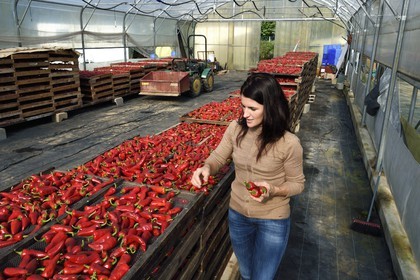 France, Pyrenees Atlantiques, Basque Country, Espelette, the producer of AOP Espelette peppers Virginie Curutchet is sorting in her dryer