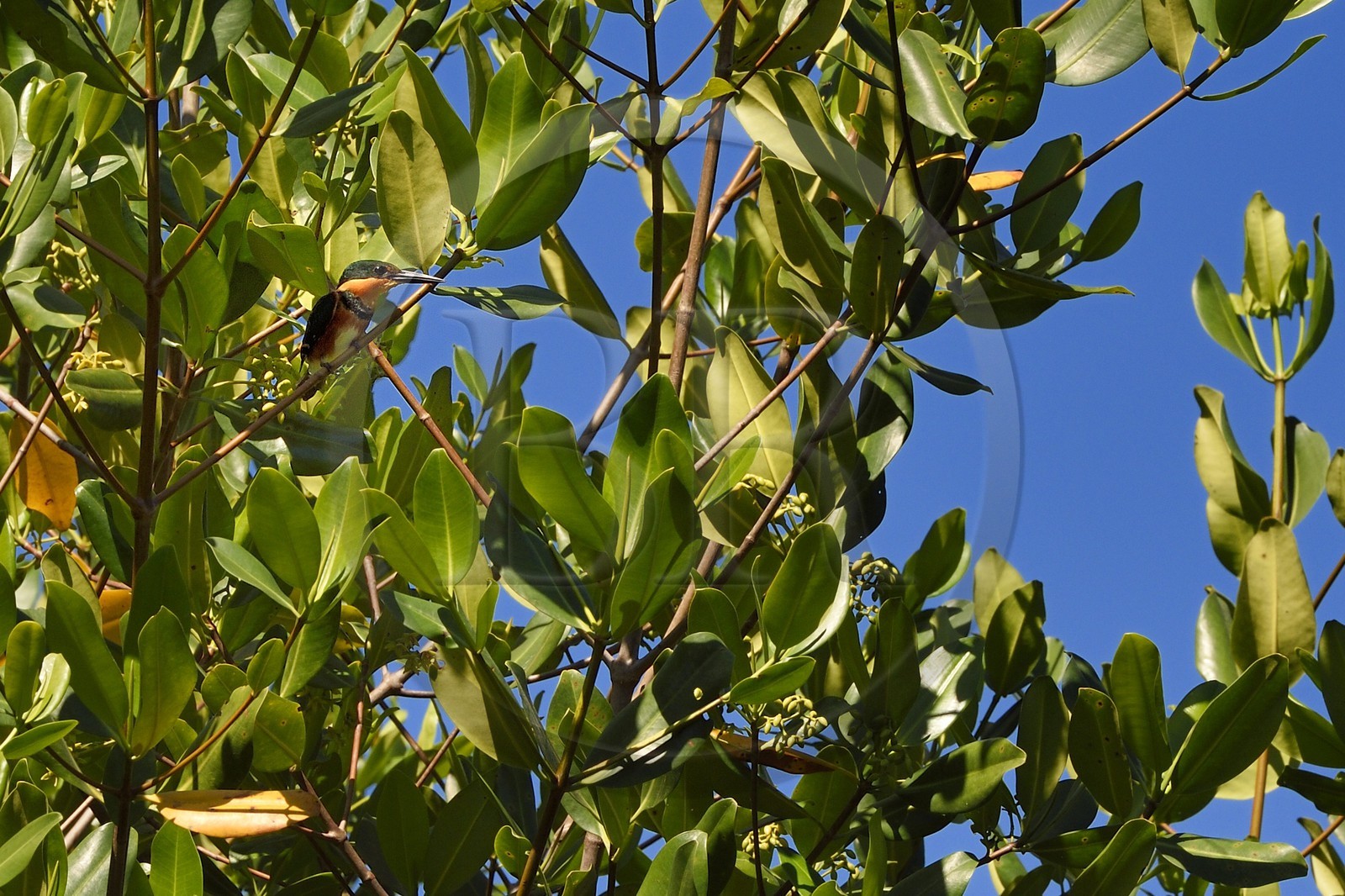 Nicaragua, la côte pacifique de Leon, la mangrove du parc national Isla Juan Venado, Martin-pêcheur d'Amérique (Megaceryle alcyon)