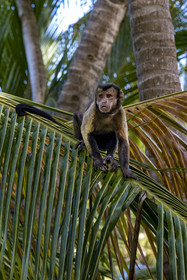 France, French Guiana, Kourou, Salvation Islands (Iles du Salut), Royal Island, brown capuchin monkey (Sapajus apella) or black tufted capuchin