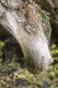France, Aveyron, La Roque Sainte Marguerite, pine processionary cocoon (Thaumetopoea pityocampa) pest, dangerous, allergy, on a pine tree