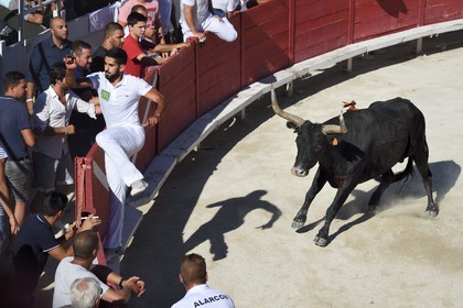 France, Bouches-du-Rhône (13), Arles, la course camarguaise  de la Cocarde d'Or aux Arènes, le raseteur Joachim Cadenas gagnant de l'édition 2017