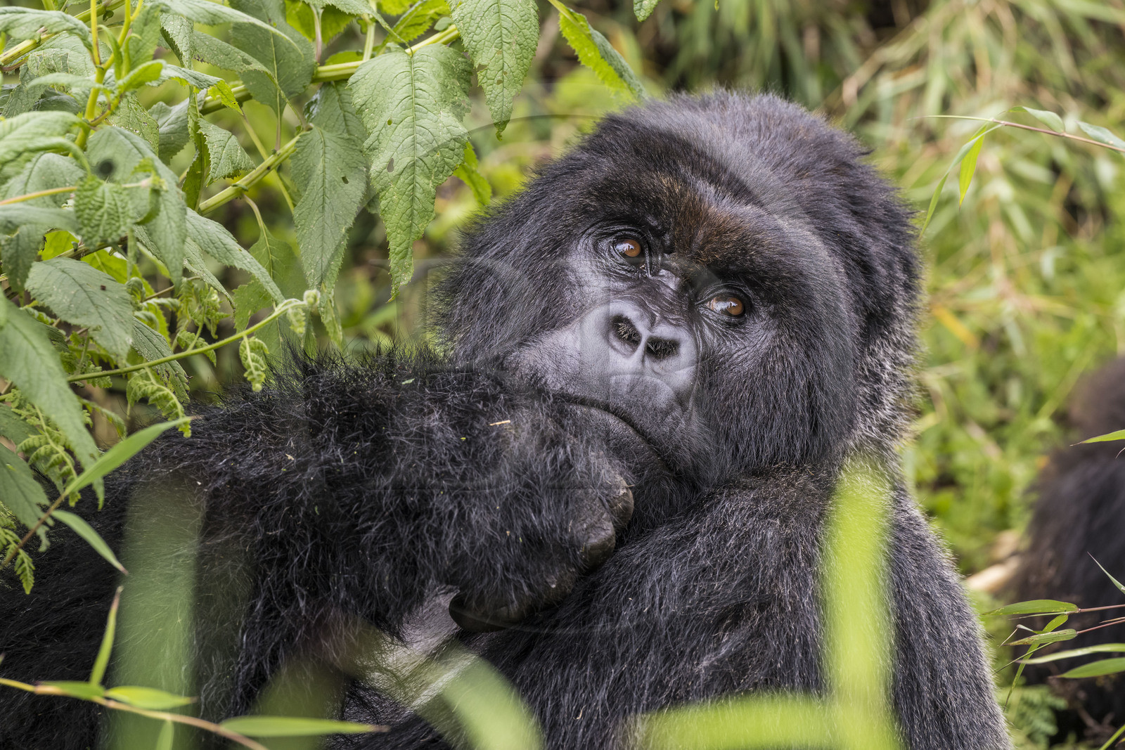 Rwanda, Province du Nord, Parc National des Volcans dans la chaine des Monts Virunga, mont Karisimbi, gorille des montagnes (Gorilla beringei beringei), dos argenté (silverback) nommé Impuzamahanga qui est le male dominant du groupe Susa