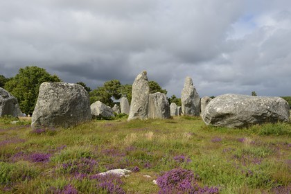 France, Morbihan (56), Carnac, alignement mégalithique de Kermario