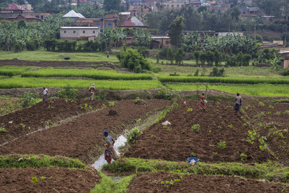 Rwanda, Province de l’Est, Nyagasambu, cultures en bordure de la rivière dans la vallée du Rugende