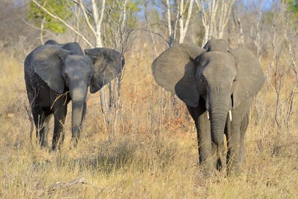 Zimbabwe, province de Matabeleland septentrional, parc national Hwange, éléphants sauvages d'Afrique (Loxodonta africana) autour d'un point d'eau