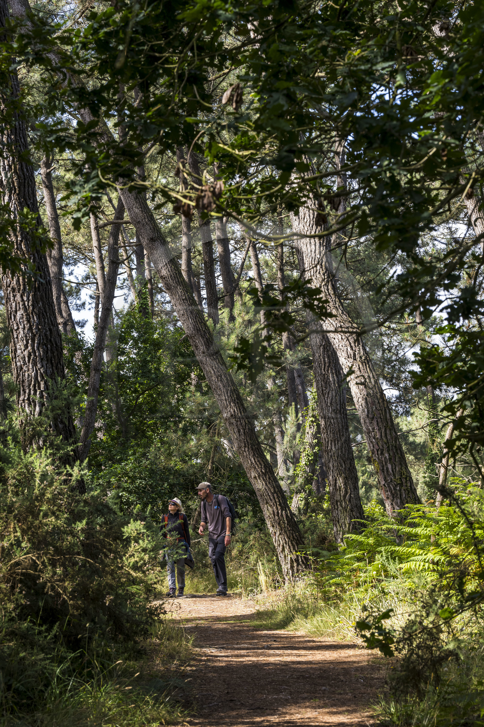 France, Côtes d'Armor (22), Grand Site de France Cap d'Erquy – Cap Fréhel, Sables-d'Or-les-Pins à Fréhel, randonneurs sur le chemin de Grande Randonnée GR34 dans la  forêt de chêne et pins à l'Est de Sables d'Or