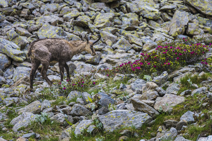 France, Alpes-Maritimes, Parc National du Mercantour (Mercantour national park), Haute Vesubie, Saint Martin Vesubie, Val du Haut Boréon, chamois (Rupicapra rupicapra) and Rhododendron towards the Trecolpas lake