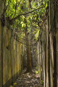 France, French Guiana, Kourou, Salvation Islands (Iles du Salut), Saint Joseph Island, ruin of the penal colony dedicated to the seclusion of the most difficult prisoners