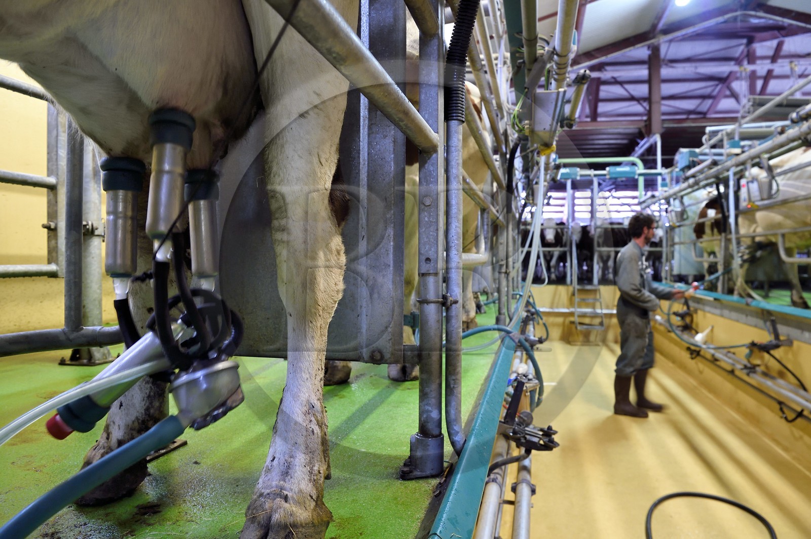 France, Cantal (15), Sainte-Marie, hameau de La Terrisse, élevage de vache laitières France, Cantal (15), Sainte-Marie, hameau de La Terrisse, élevage de vache laitières de race montbéliarde de la ferme de Cantagrel, les vaches mangent après la traite du soir