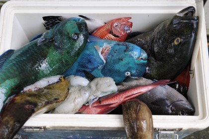 France, île de la Réunion, anse des Cascades, au sud de Piton-Sainte-Rose, classé Patrimoine Mondial de l'UNESCO, retour de pêche au harpon