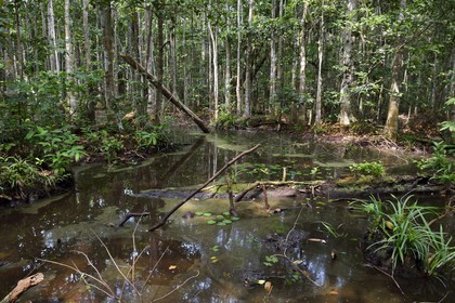 Gabon, province de Ogooué- Maritime, Parc National du Loango, forêt et marécages