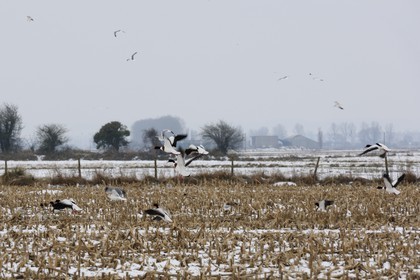 France, Ille et Vilaine, polder of Mont Saint Michel, sea guls and ducks