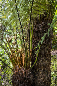 France, Côtes-d'Armor, Plouguiel, the Kestellic Botanical Garden, classified as a remarkable garden, tree fern