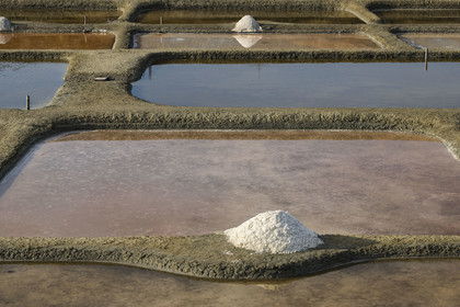 France, Vendee, L'Ile d'Olonne next to Les Sables d'Olonne, salorge de la Vertonne in the Salt Marshes, artisanal salt harvest