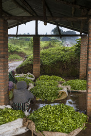 Rwanda, Province de l’Ouest, Gisuma, plantation de thé, abri pour les travailleurs et le thé de leur cueillette