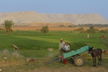 Egypte, désert libyque, oasis de Dakhla, travaux des champs