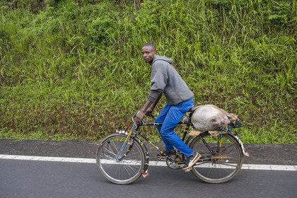 Rwanda, Province de l’Ouest, Mwaga, transport d'un cochon sur une bicyclette, les bicyclettes sont le principal moyen de transport local
