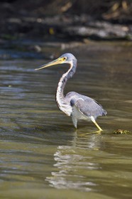Nicaragua, Ile d'Ometepe réserve mondiale de Biosphère sur le lac Nicaragua, marais le long du Rio Istian, Aigrette bleue (Egretta caerulea)