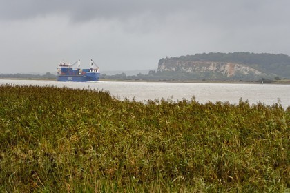 France, Seine Maritime, Natural Reserve of the Seine estuary, container ship going down the Seine from Rouen, the reed bed in the foreground and the Pointe de la Roque in the background