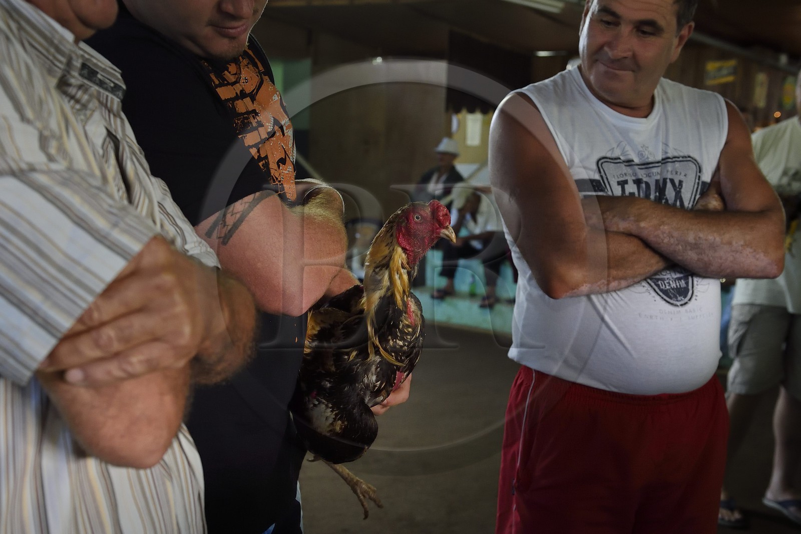 France, Ile de la Reunion, Petit Tampon, combat de coqs dans le Rond de Coq, discussions entre propriétaires avant le combat France, Reunion island (French overseas department), Petit Tampon, cockfight in the Rond de Coq, discussions between owners before the fight