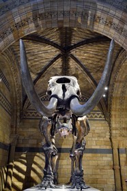 United Kingdom, London, Kensington, Natural History Museum, Central Hall, american mammoth from Ice Age