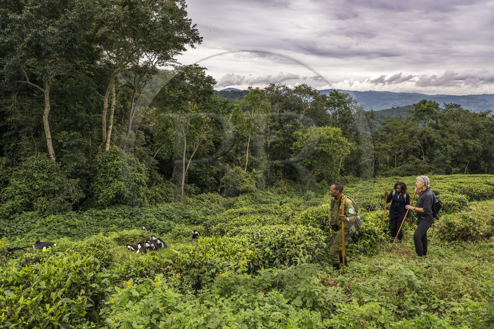 Rwanda, Province de l’Ouest, Gisakura, Parc national de Nyungwe, le garde de African Parks Claver Mtoyinkima guidant des touristes sur la piste des Colobes de Ruwenzori (Colobus angolensis ruwenzorii) pendant un safari à pied dans la forêt tropicale humide naturelle bordée par les plantations de thé