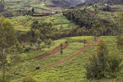 Rwanda, Province de l’Ouest, Nyakabuye, une colline typique de cette région avec un mélange de cultures dont le thé et le bananier, espaces agricoles entrecoupés de forêts d'eucalyptus, avec un habitat dispersé et des près pour l'élevage