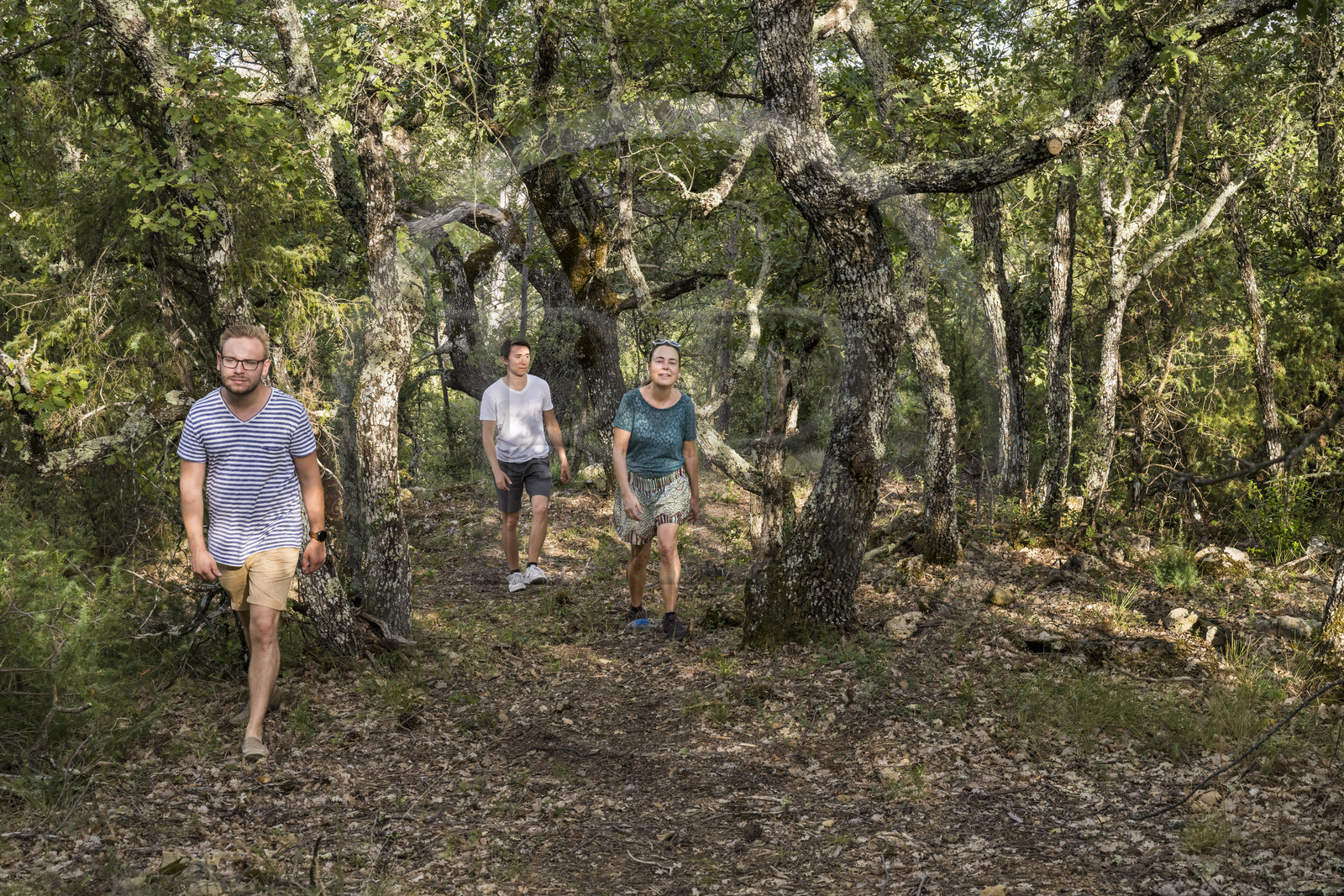 France, Var (83), Provence Verte, Bras, Académie du Bain de Forêt Provençale, forêt du domaine Le Peyrourier - une campagne en Provence