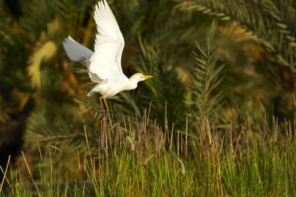 Egypte, Basse-Egypte, désert libyque, oasis de Bahariya (Bahareyya), la palmeraie
