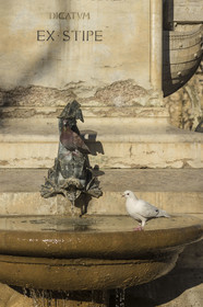 France, Gard (30), Aigues-Mortes, pigeons buvant de l'eau de la fontaine de la place Saint-Louis