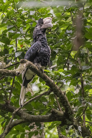 Rwanda, Province de l’Ouest, Nyakabuye, Parc national de Nyungwe, forêt tropicale humide naturelle de Cyamudongo, Calao à joues grises (Bycanistes subcylindricus)