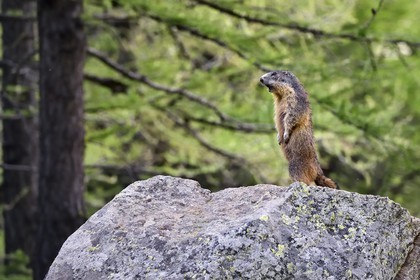 France, Alpes-Maritimes, parc national du Mercantour (Mercantour National Park), Valmasque valley, Marmot (Marmota) known as siffleux in Quebec because when there is a danger, it emits a powerful whistle to alert other marmots that will then take refuge in their burrows
