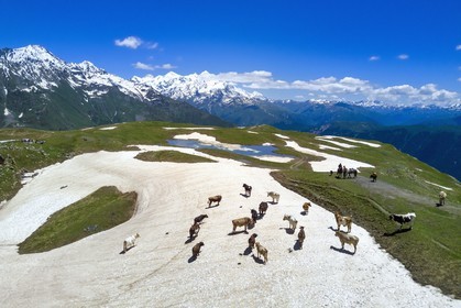 Georgia, Upper Svaneti (Zemo Svaneti), Mestia, herd of cow on a firn around the Koruldi Lake on the foothills of Mount Ushba (aerial view)
