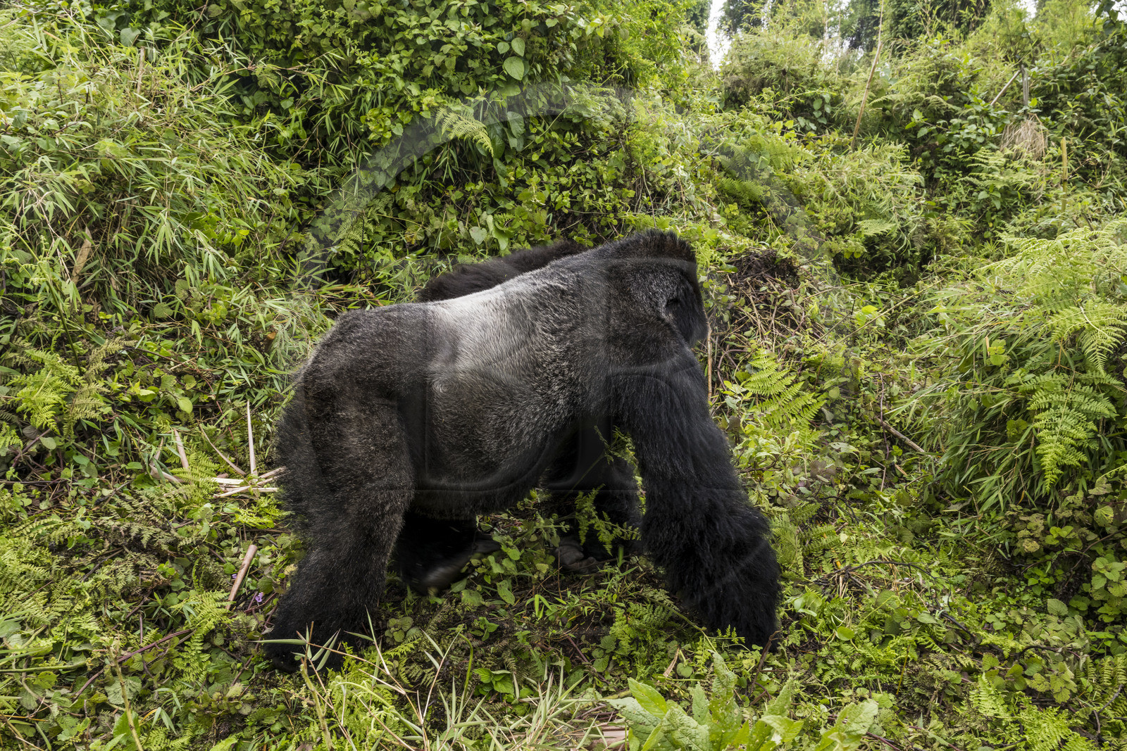 Rwanda, Province du Nord, Parc National des Volcans dans la chaine des Monts Virunga, mont Karisimbi, gorille des montagnes (Gorilla beringei beringei), dos argenté (silverback) nommé Impuzamahanga qui est le male dominant du groupe Susa