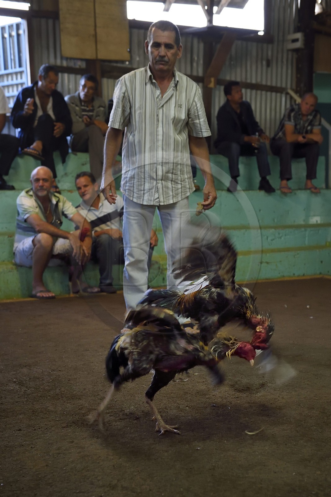 France, Reunion island (French overseas department), Petit Tampon, cockfight in the Rond de Coq