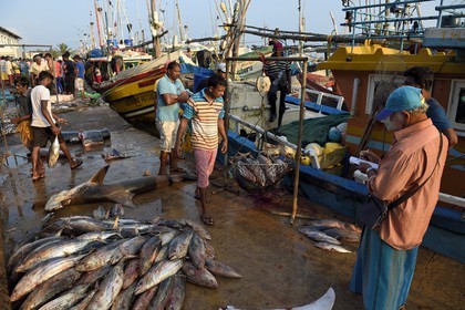 Sri Lanka, Southern Province, Matara district, Weligama, Mirissa Fisheries Harbor, weighing and selling fish on the dock on the fishing return