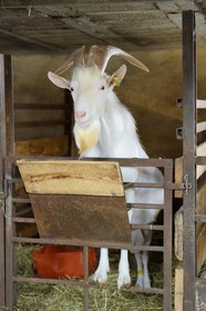France, Loire, Parc Naturel Regional du Pilat (Natural Regional Park of Pilat), Pelussin, production by the GAEC de la Cabriole from Rigotte de Condrieu AOC goat cheese, billy goat