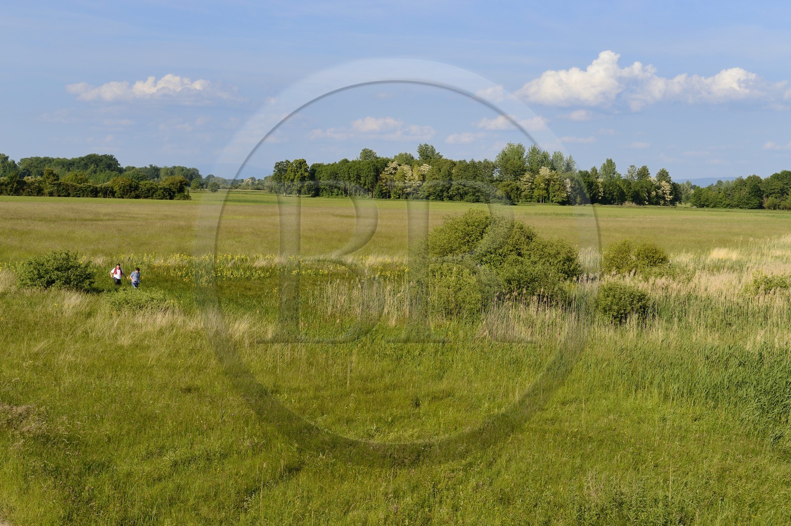 France, Bas-Rhin (67), le Grand Ried vers Herbsheim, la prairie humide