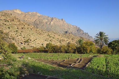 Sultanat d'Oman, Gouvernorat d'Al-Batina du Sud, Hajar occidental, Wadi Mistall, culture en terrasses au dessus du village de Wakan (Wukan), champs de fèves et lentilles