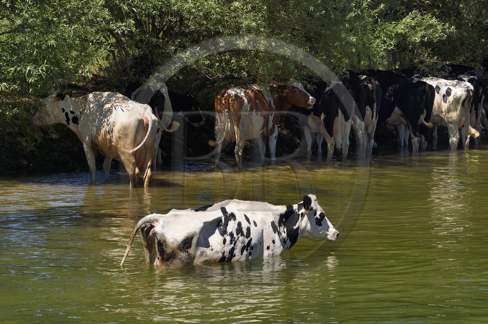 France, Meuse (55), Bannoncourt, vaches se baignant dans la Meuse
