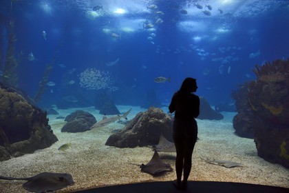 Portugal, Lisbonne, Parque das Nações (Parc des nations) construit pour l'exposition universelle de 1998, Oceanário (Oceanarium), aquarium